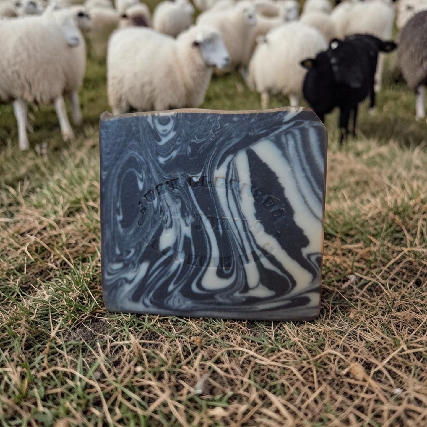 Black Sheep
